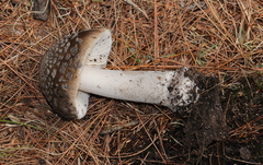 Amanita ceciliae