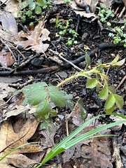 Rosa spithamea