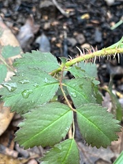 Rosa spithamea