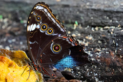 Morpho