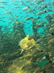 Eretmochelys imbricata