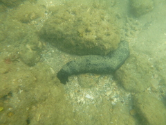Holothuria leucospilota
