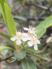Pyracantha fortuneana