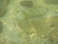 Epinephelus