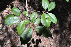 Chrysophyllum oliviforme