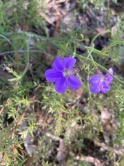 Scaevola ramosissima