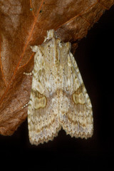 Lithophane bethunei