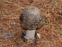 Amanita ceciliae