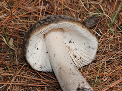 Amanita ceciliae