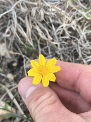 Tetraneuris linearifolia