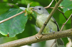 Vireo osburni