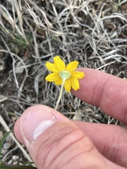Tetraneuris linearifolia