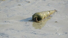 Clibanarius longitarsus