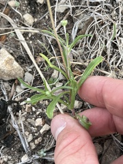Tetraneuris linearifolia