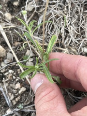 Tetraneuris linearifolia