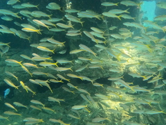 Mulloidichthys dentatus