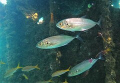 Caranx caballus
