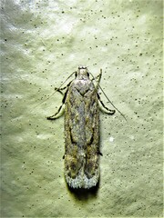 Filatima