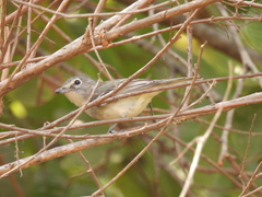 Vireo plumbeus