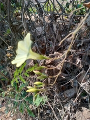 Camonea vitifolia
