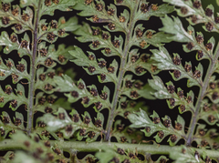 Dryopteris tetrapinnata