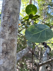 Coccoloba diversifolia