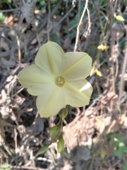 Camonea vitifolia