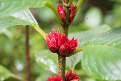 Glossoloma ichthyoderma