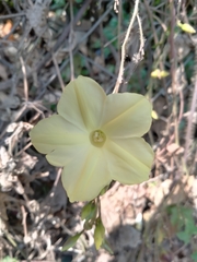 Camonea vitifolia