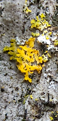 Xanthomendoza weberi