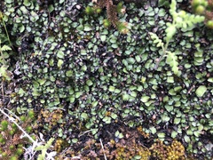 Targionia hypophylla