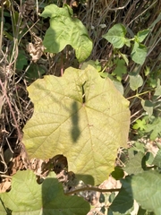 Camonea vitifolia