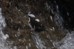 Cinclus leucocephalus