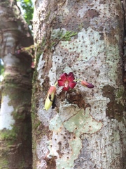 Averrhoa bilimbi