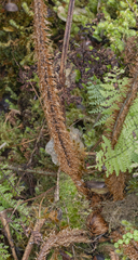 Dryopteris unidentata paleacea