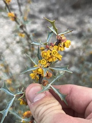 Berberis trifoliolata