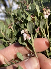 Arctostaphylos pumila