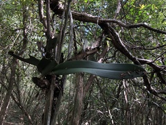 Trichocentrum oerstedii