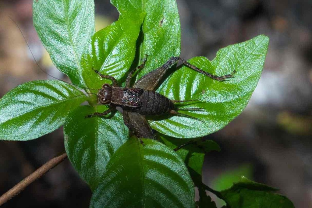 Ligypterus fuscus