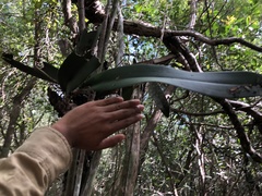 Trichocentrum oerstedii