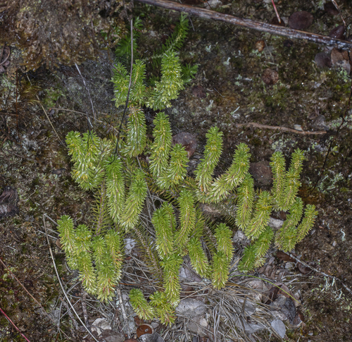 Huperzia erosa observed 2022-09-29