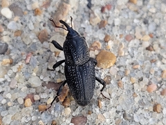 Sphenophorus