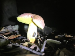 Boletus sensibilis