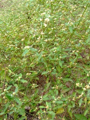 Alternanthera halimifolia