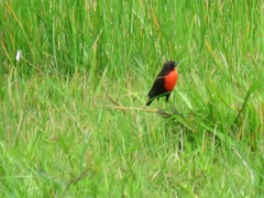 Leistes militaris