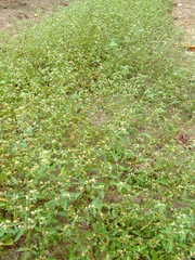 Alternanthera halimifolia