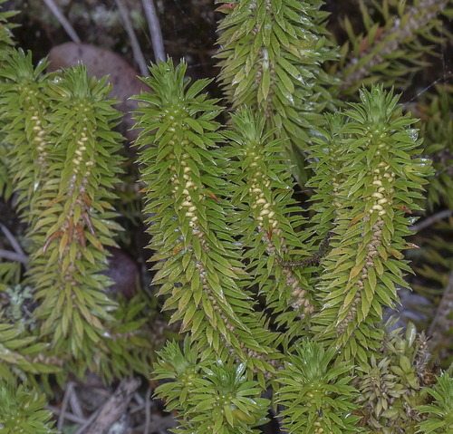 Huperzia erosa observed 2022-09-29