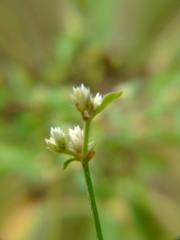 Alternanthera halimifolia