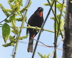 Melopyrrha violacea