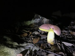 Boletus sensibilis